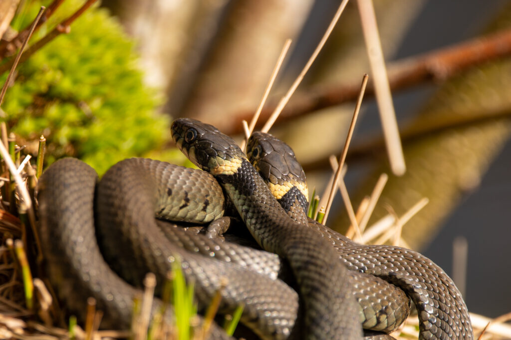 Twee parende ringslangen op een kluitje