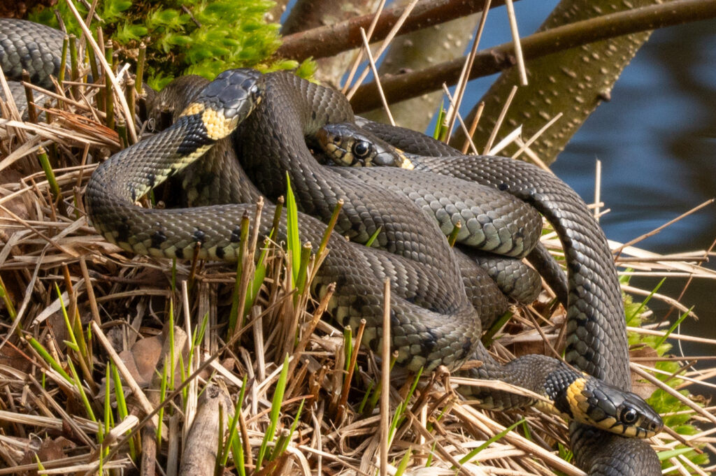 Drie parende ringslangen op een oever