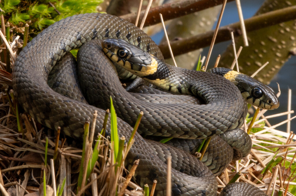 Drie parende ringslangen op een oever