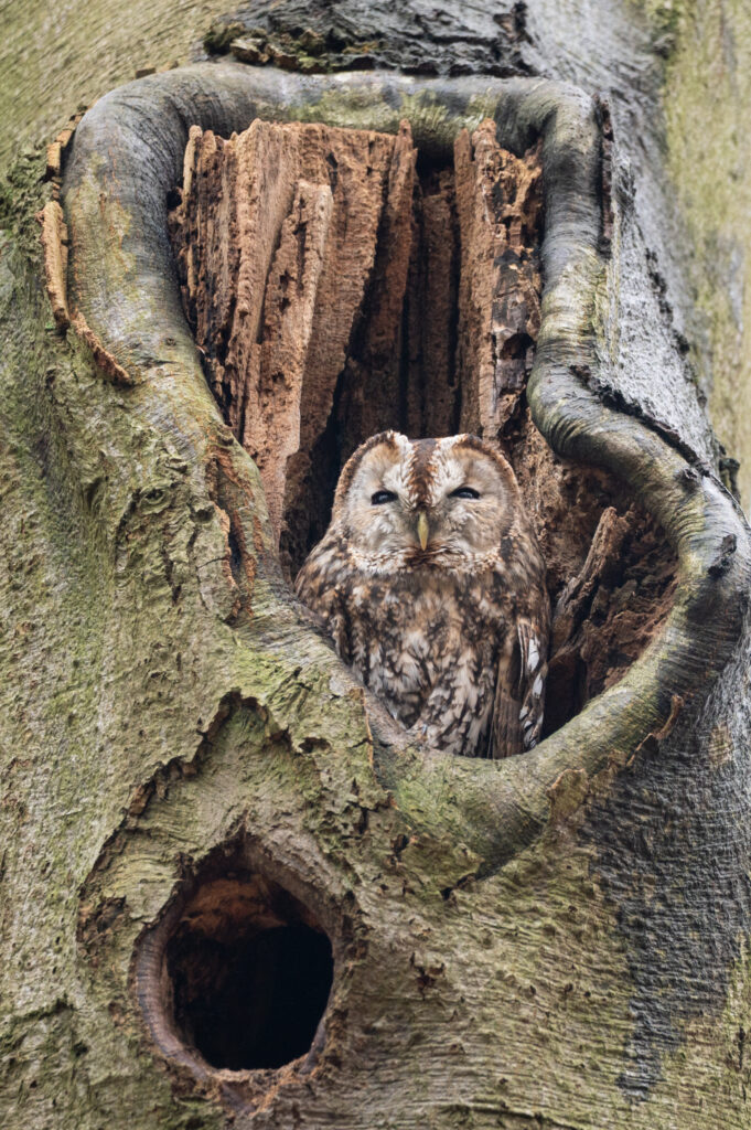 Close-up van een Bosuil in zijn hol op de Veluwe