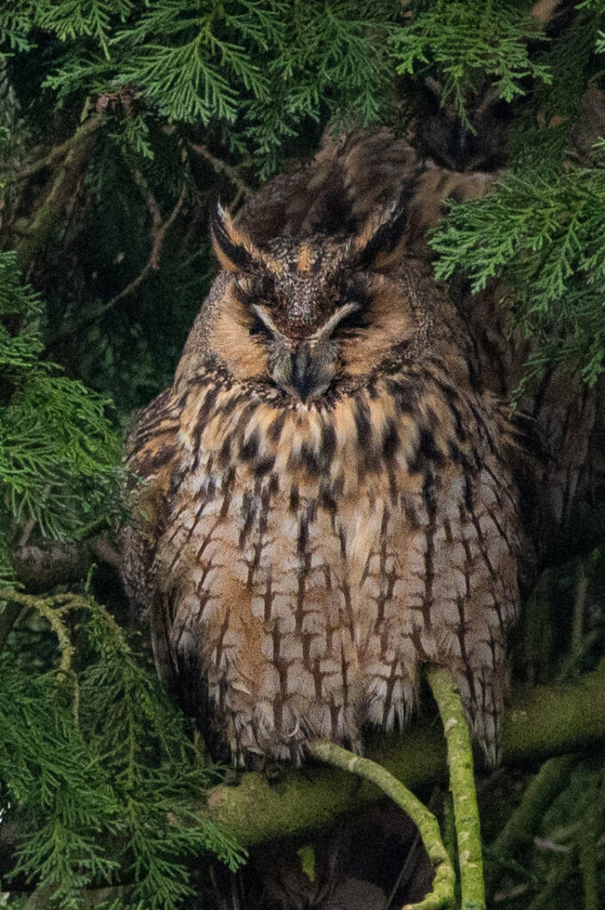Close-up van een Ransuil op de Veluwe