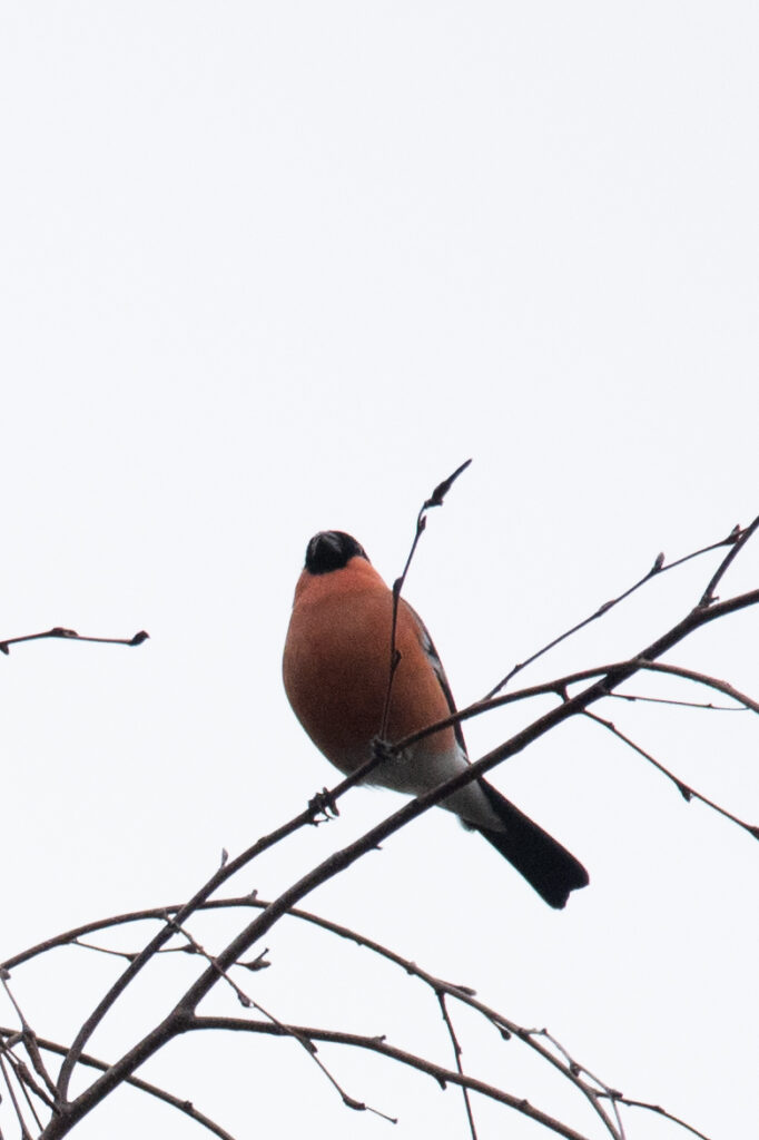 Close-up van een Goudvink op de Veluwe