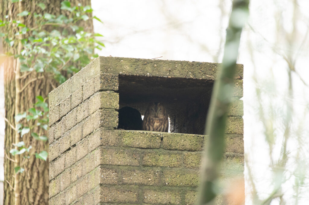 Foto van een Bosuil in een schoorsten