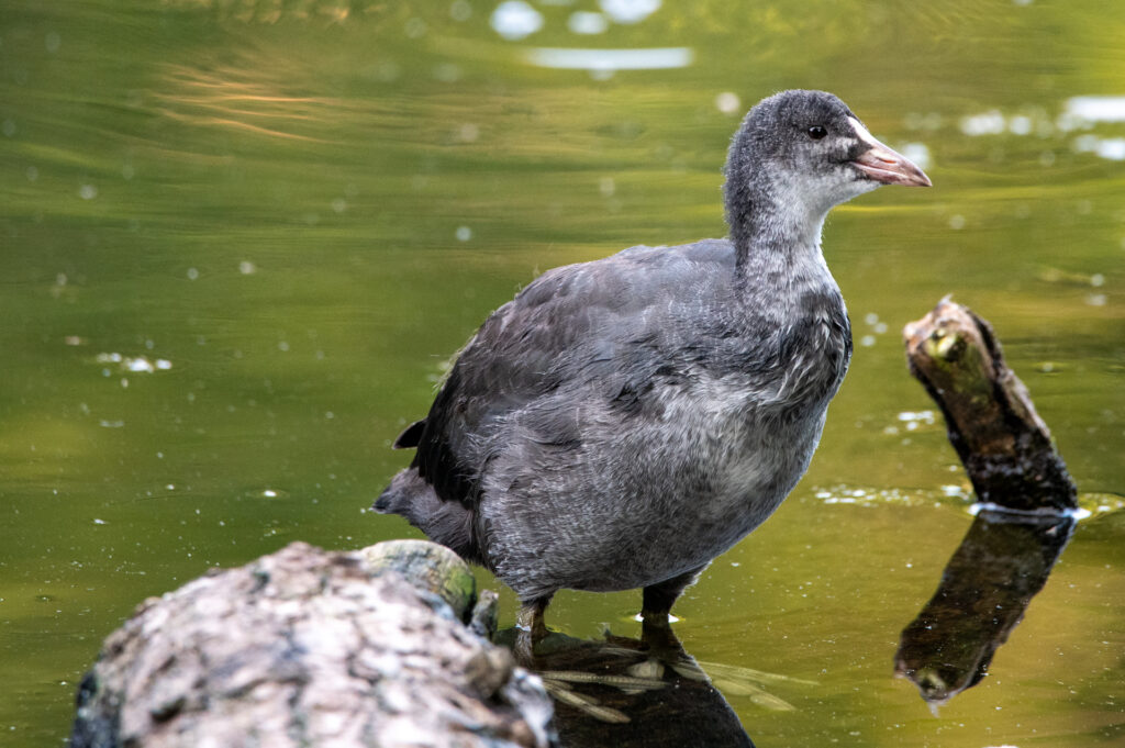 Oog in oog met een jonge meerkoet in een vijver op de veluwe