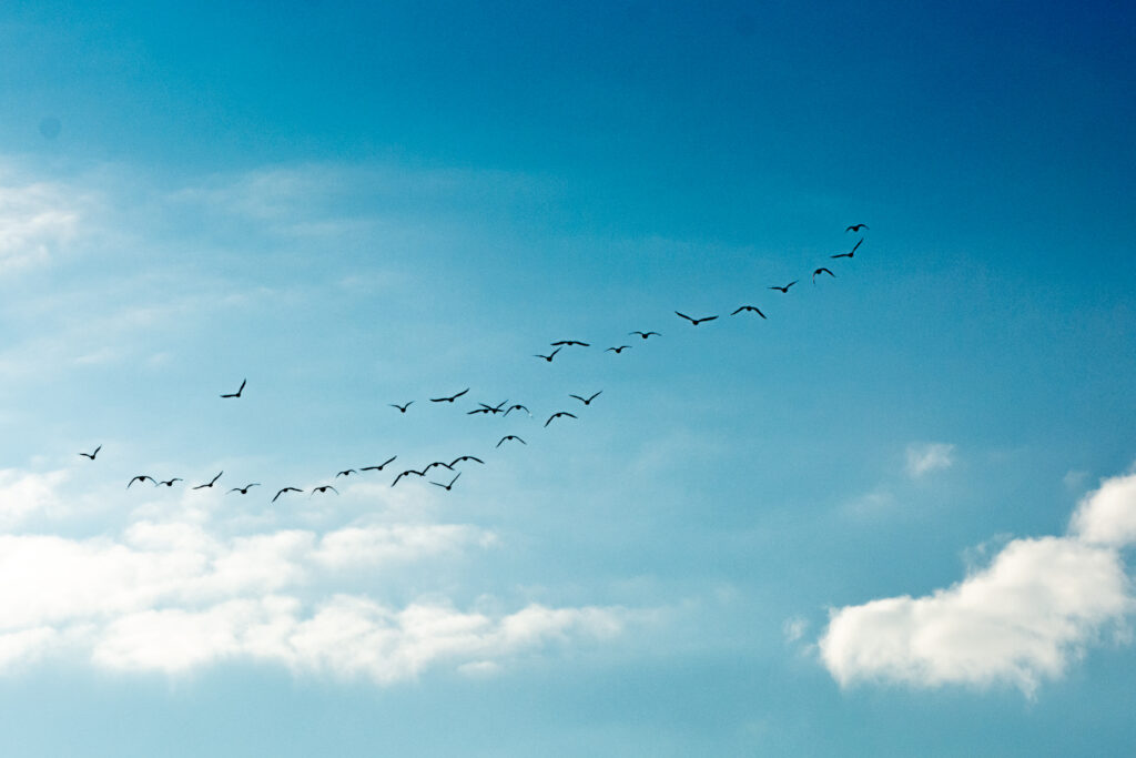 Groep ganzen in de lucht in V formatie