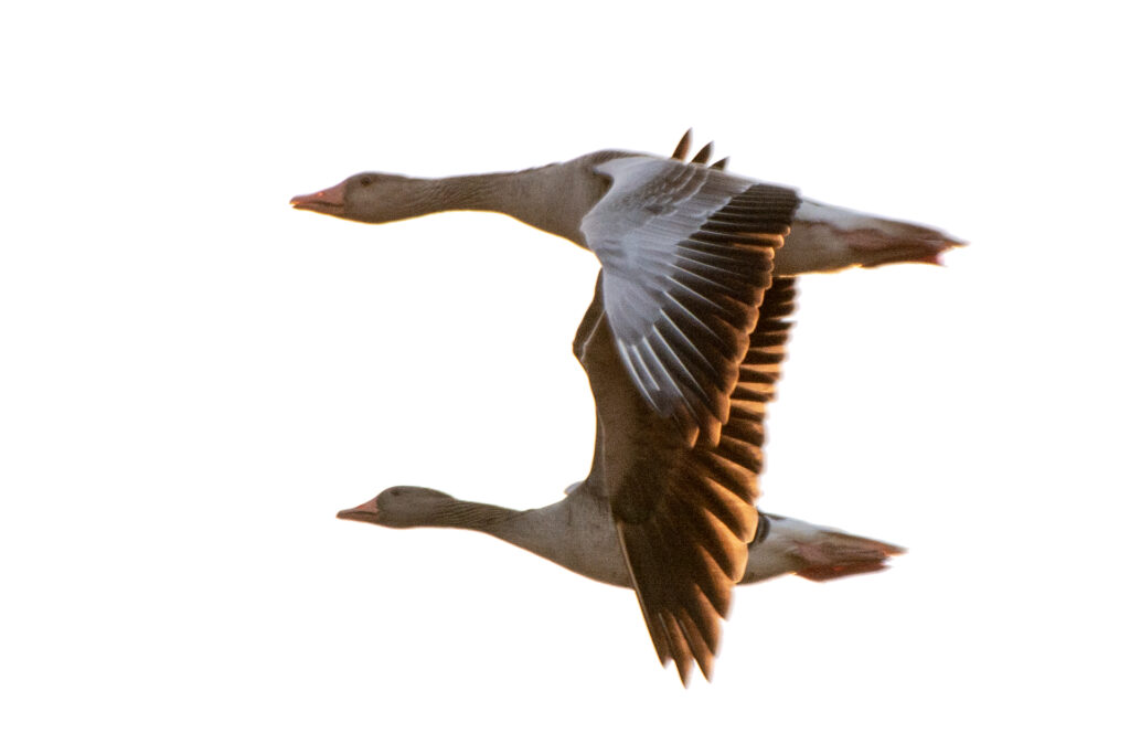 Vlucht van twee ganzen in de lucht
