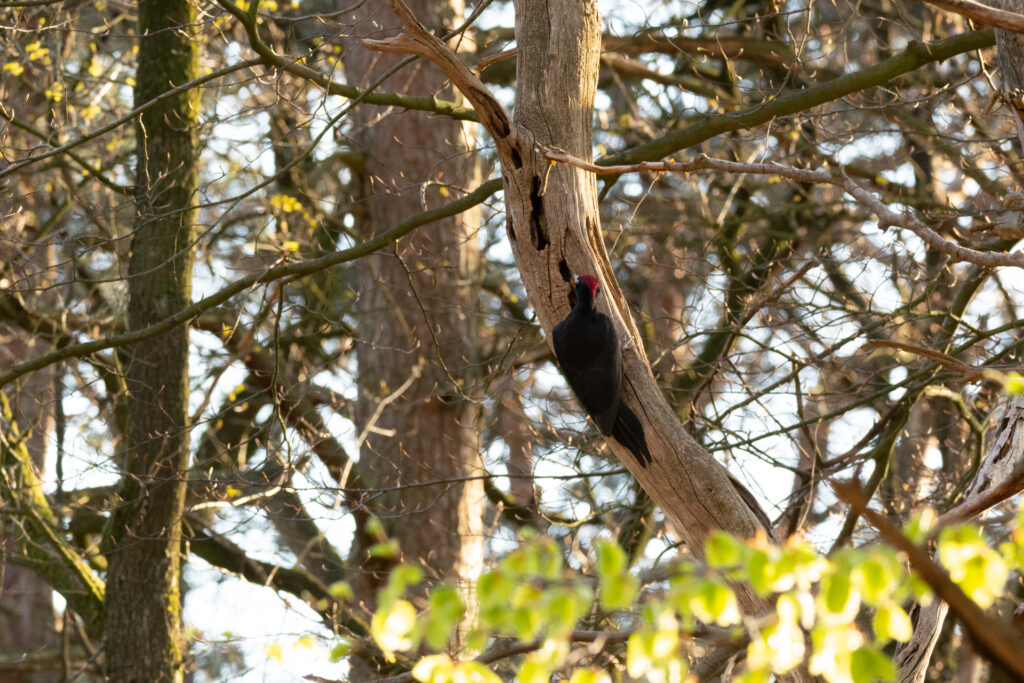 Zwarte specht op een boom