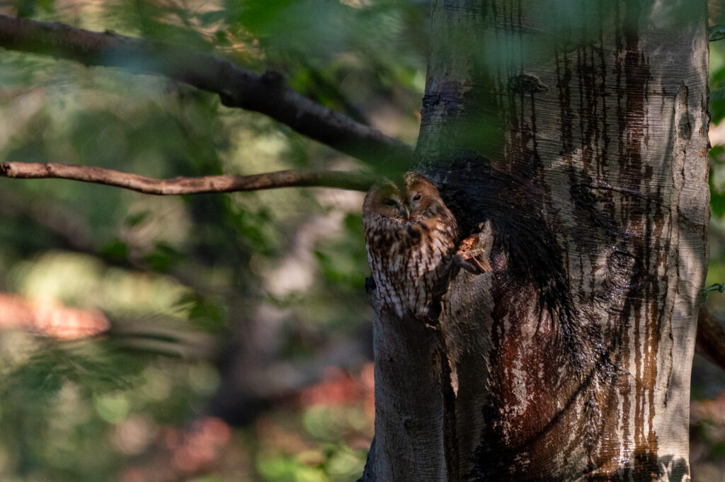 Close-up van een Bosuil in zijn hol op de Veluwe