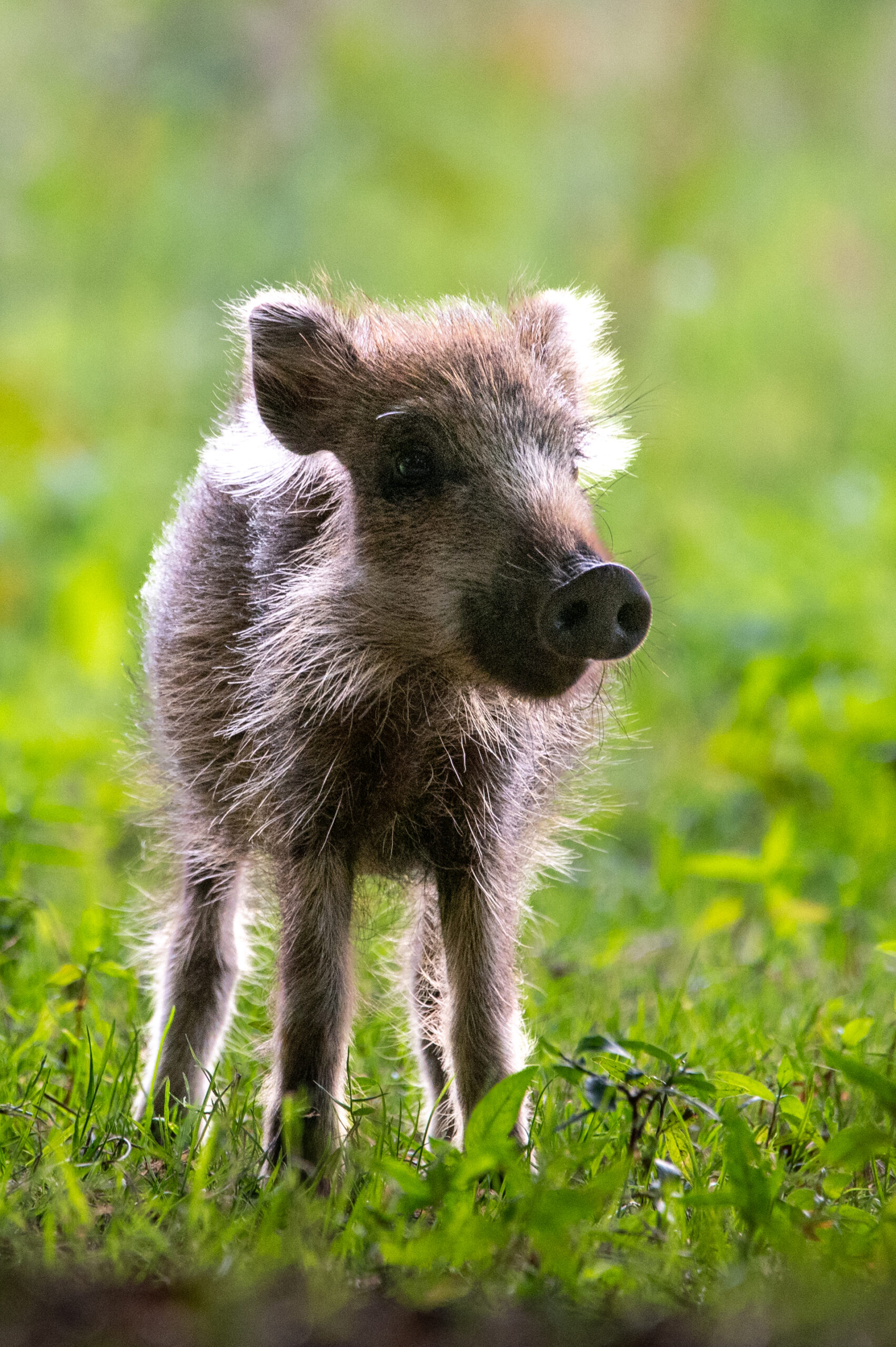 Portretfoto van een biggetje op de Veluwe