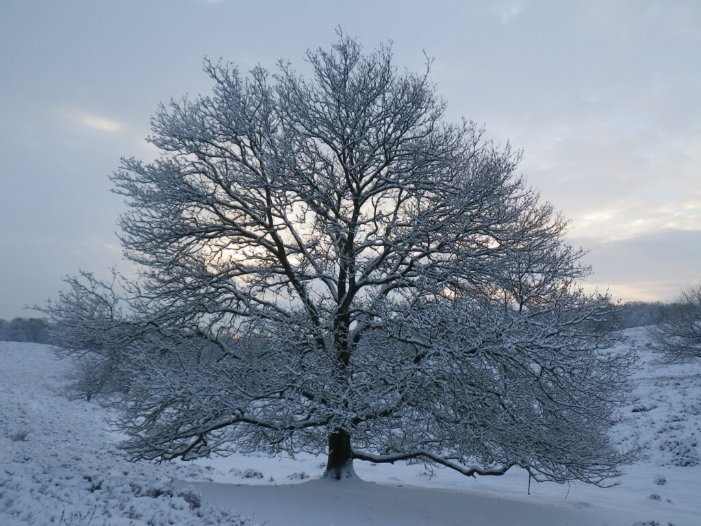 Wit besneeuwde eik op een winters landschap