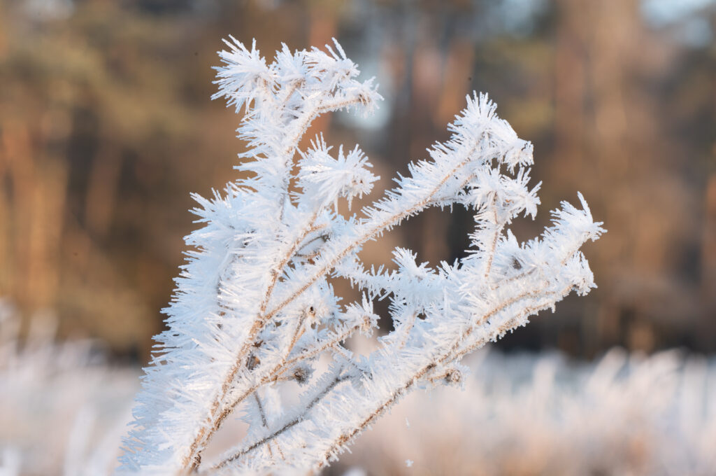 IJskristallen op en struik
