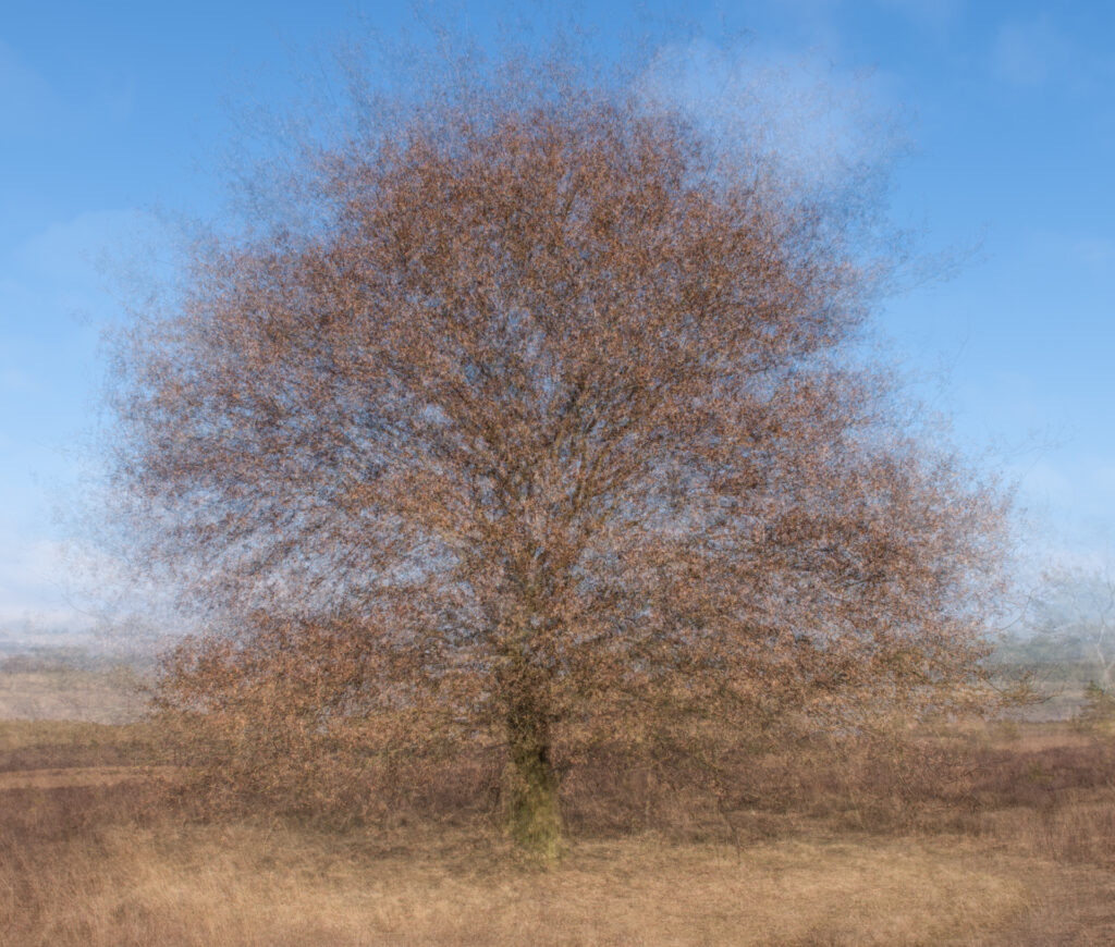 Prachtige pep ventosa foto van een eik op het Rozendaalse zand op de Veluwe