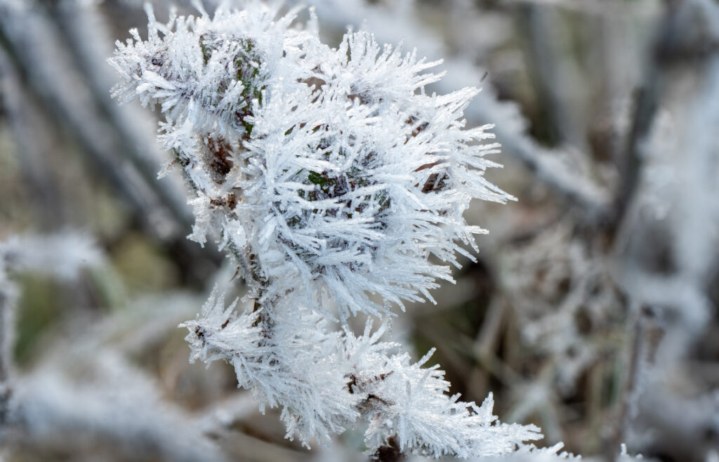 IJskristallen op en struik