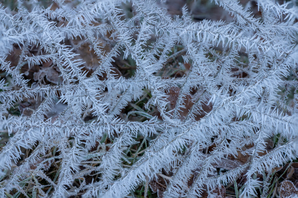 IJskristallen op en struik