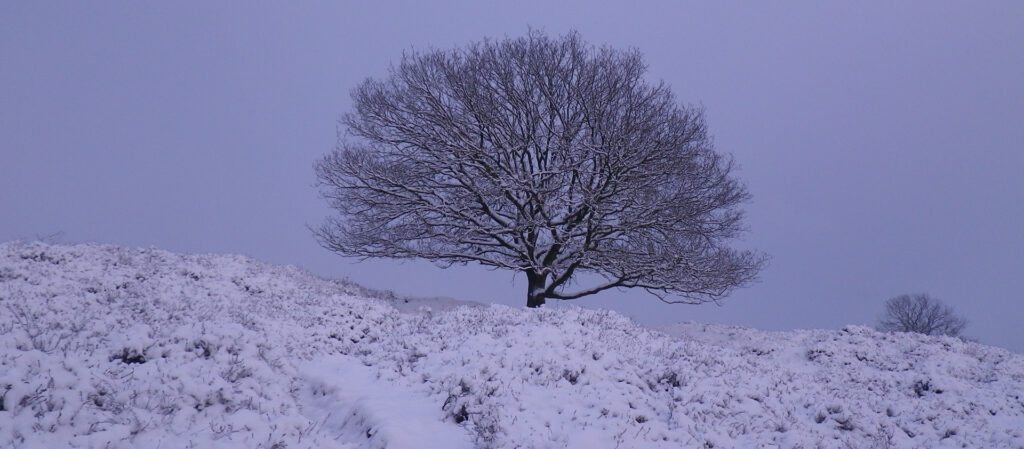 Eik in een winters landschap met sneeuw op de Posbank Veluwe