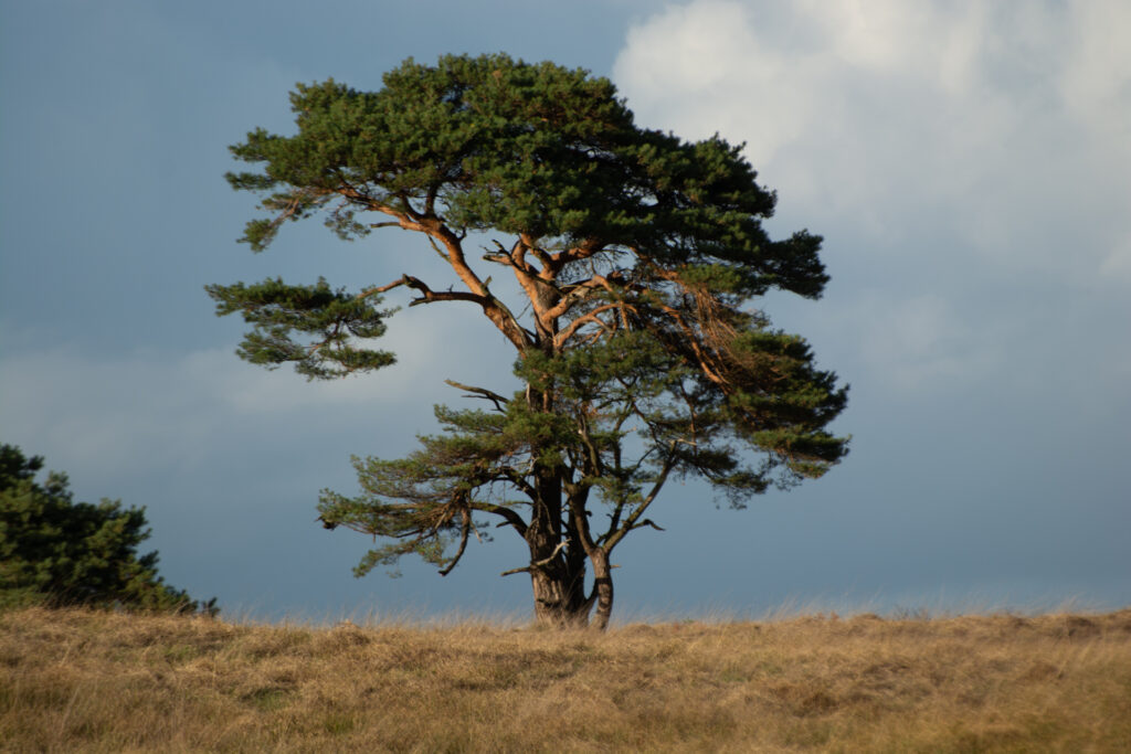 Prachtige vliegden aan de horizon van een Veluwe landschap