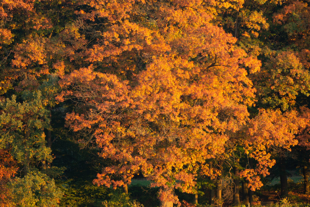 Herfstkleuren in de bomen van de Veluwe