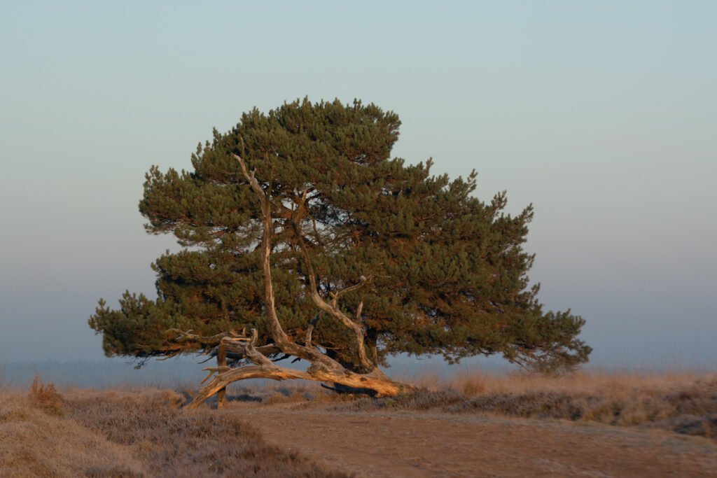 Prachtige vliegden aan de horizon van een Veluwe landschap