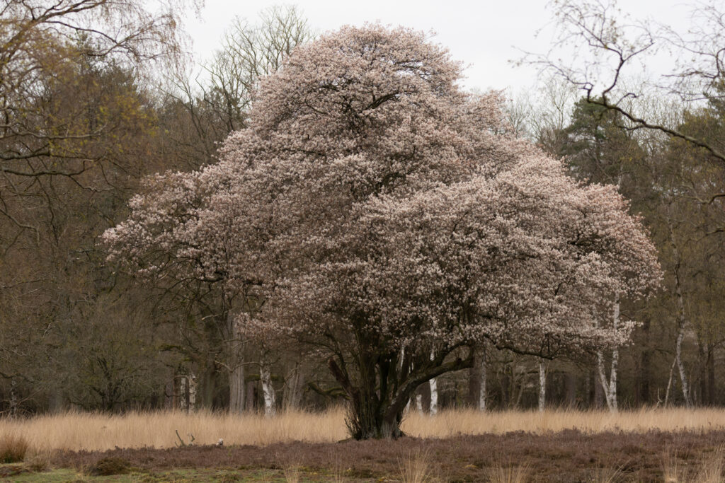 Prachtig in bloei staande krentenboon op het nationaal park de hoge veluwe