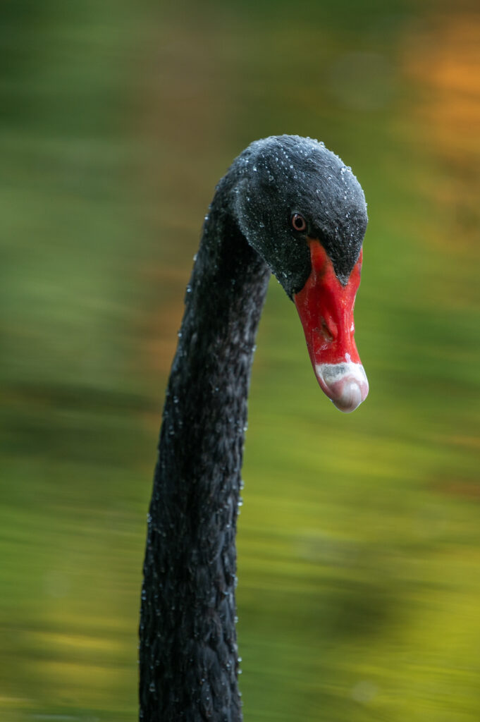 Portretfoto van een Zwarte Zwaan