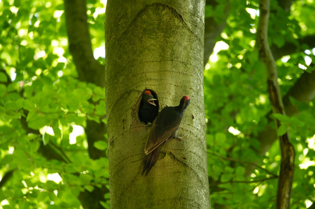 Zwarte specht met jonge zwarte specht in een boomhol