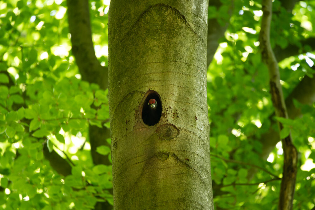 Oog in oog met een een sjonge zwarte specht in een hol