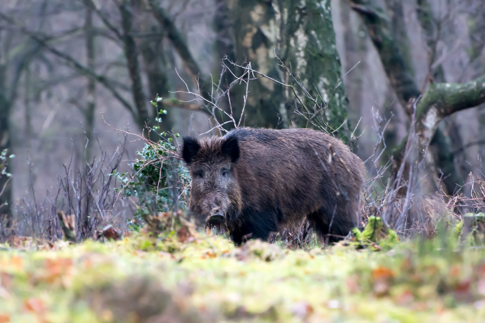 Zwijn op de Veluwe