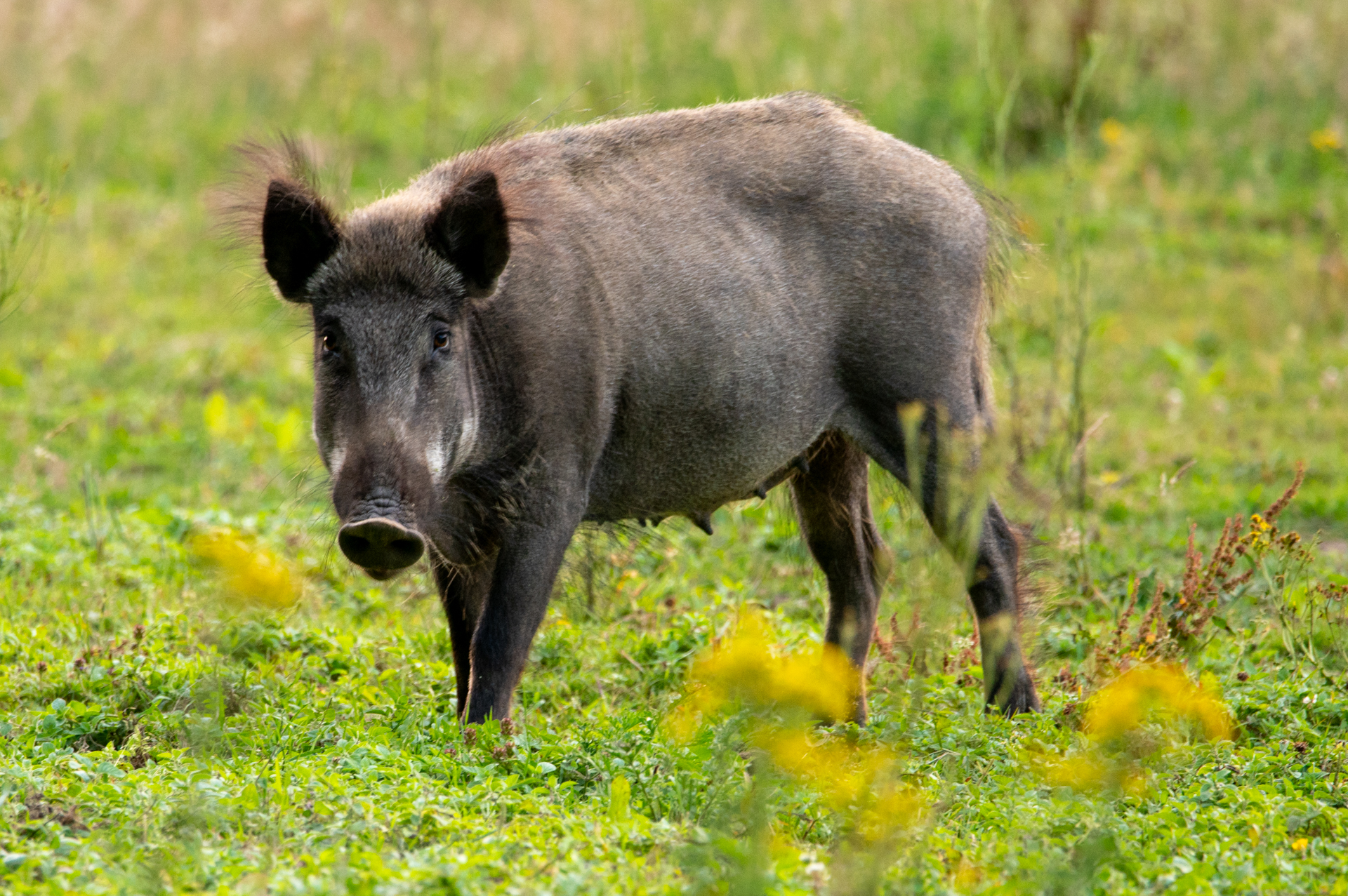 Foto van een wild zwijn die mij recht in de ogen kijkt