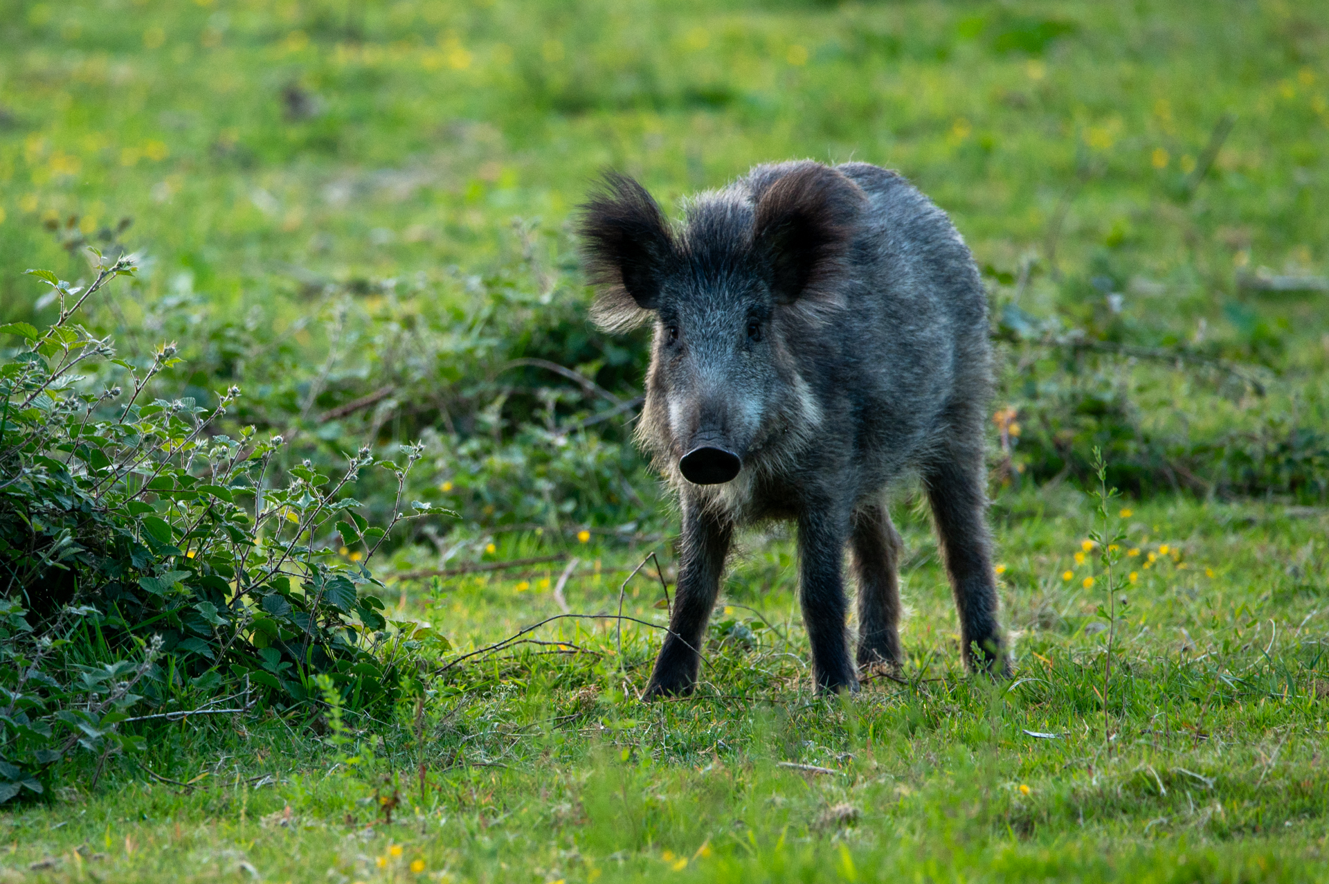 Foto van een wild zwijn die mij recht in de ogen kijkt