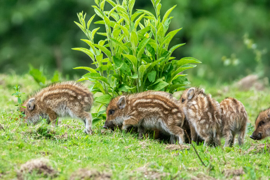 Oog in oog met een groep biggen met pyjama streepjes 