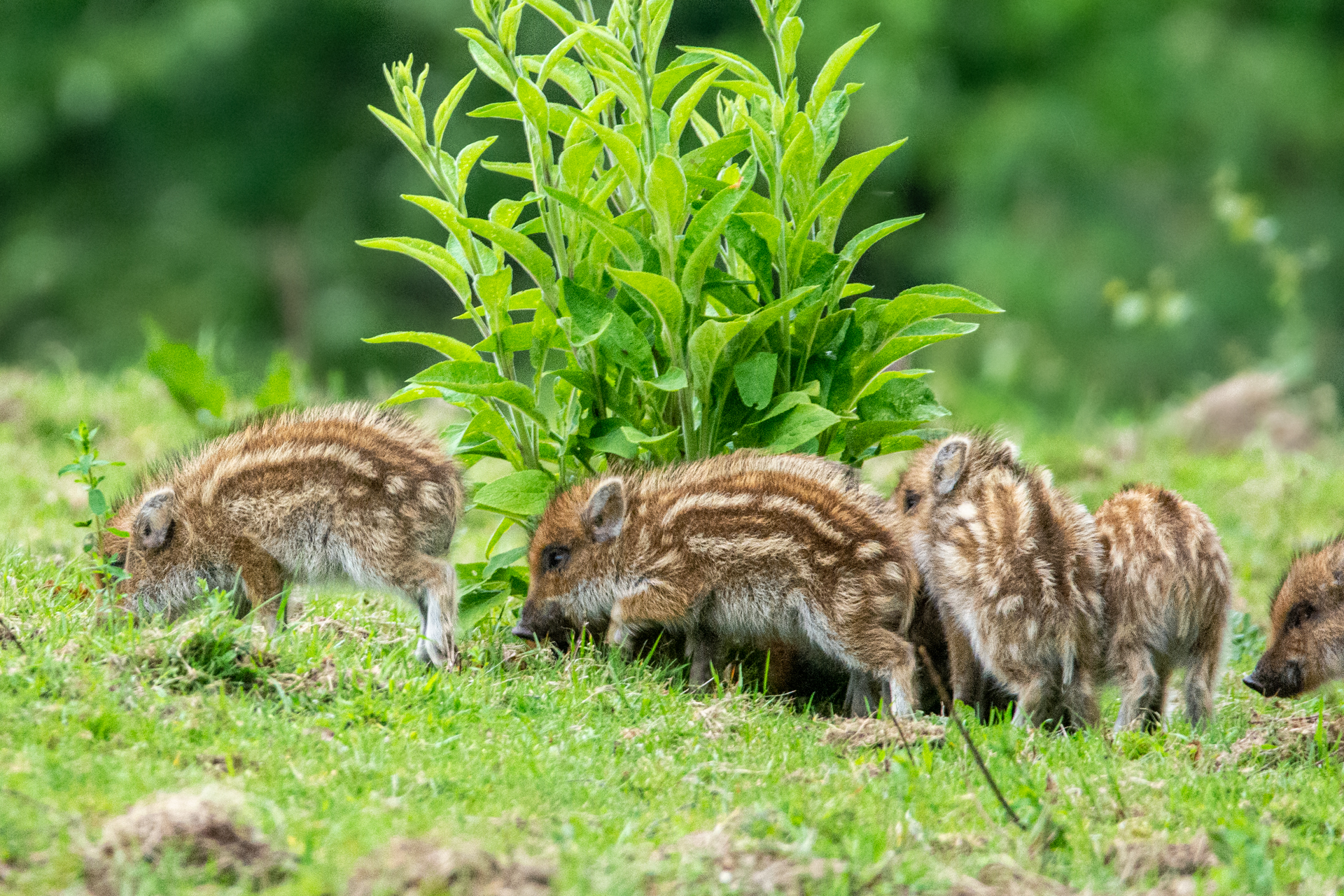 Gropeje biggen op de Veluwe
