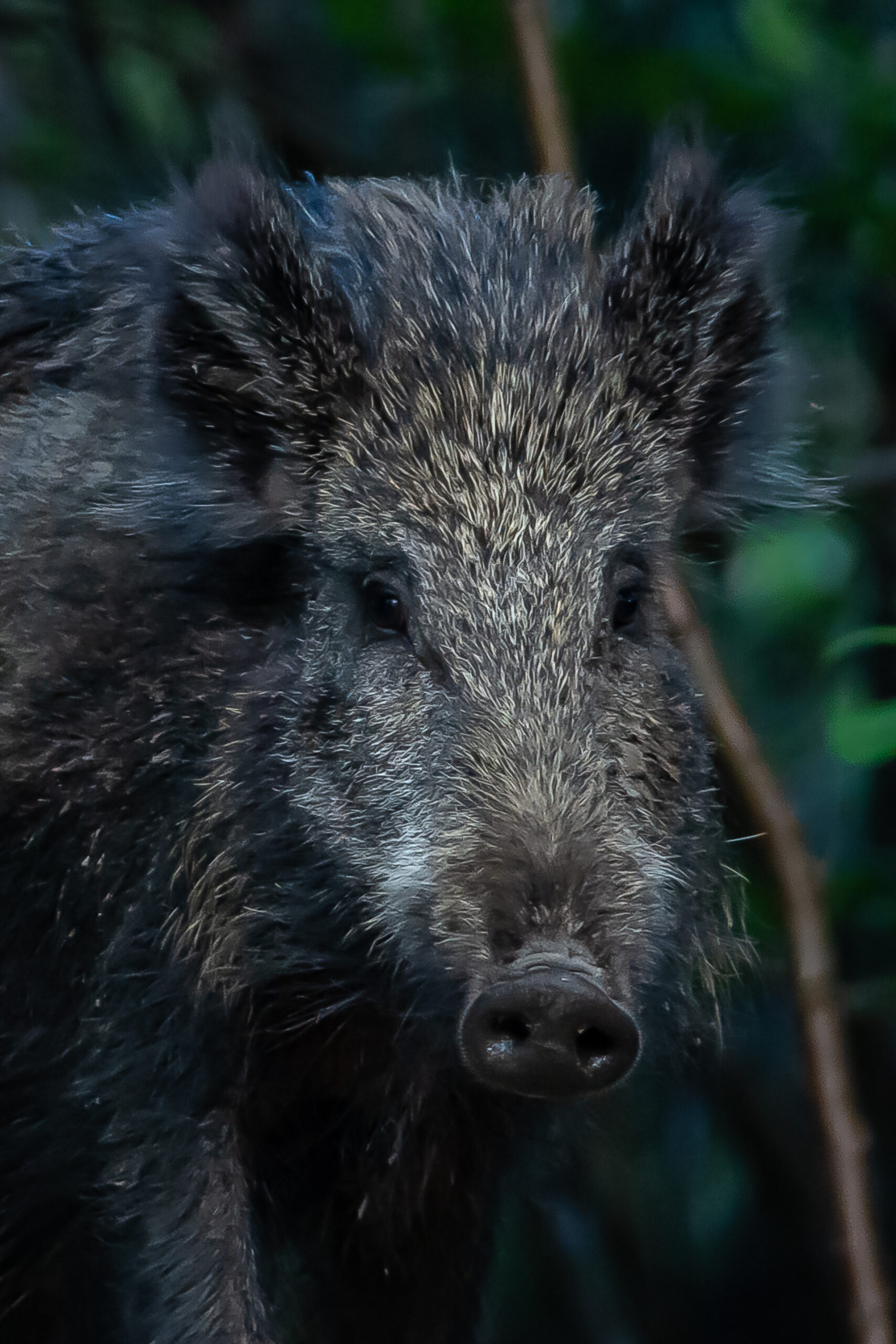 Portretfoto van een wild zwijn die mij recht in de ogen kijkt