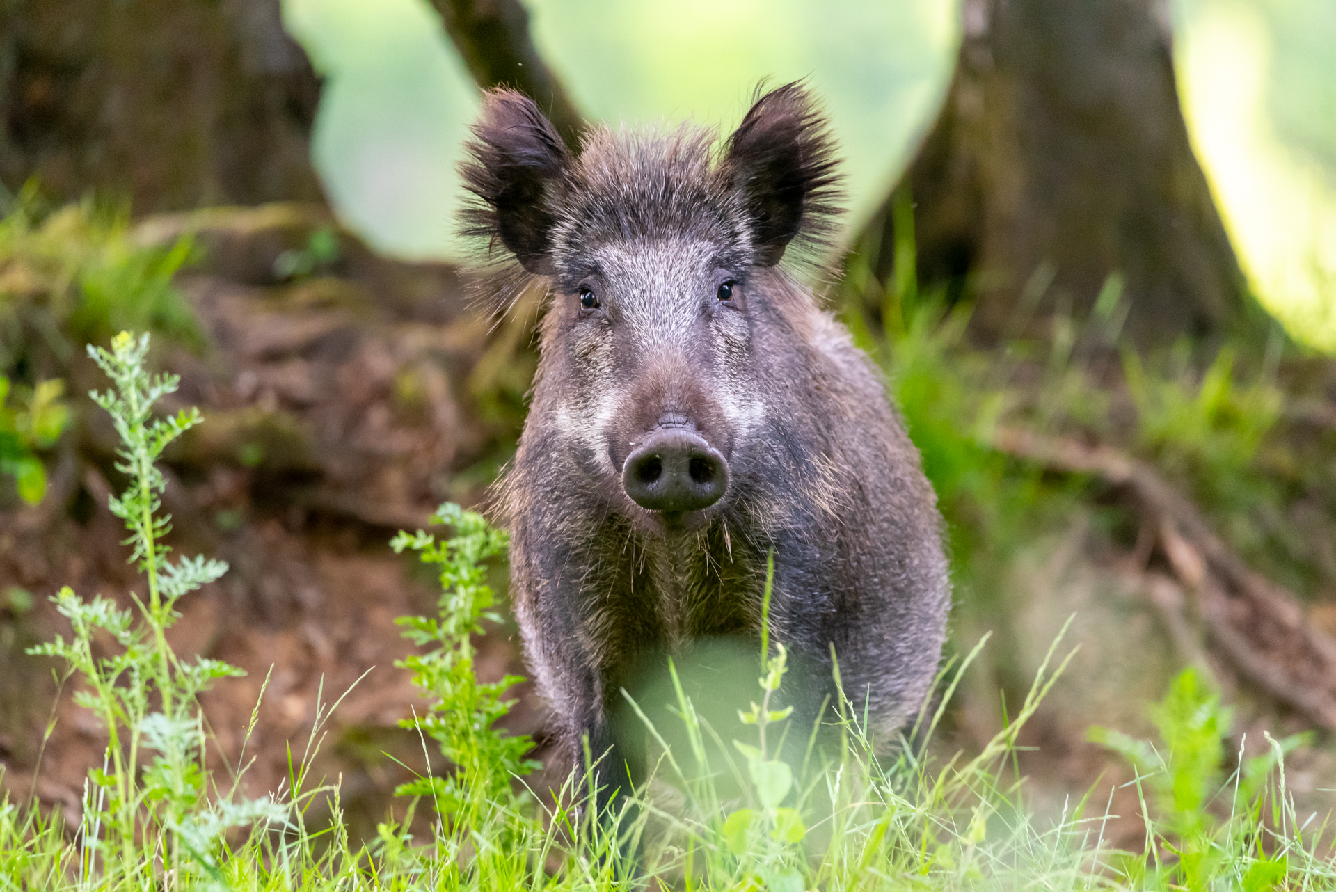Portretfoto van een wild zwijn die mij recht in de ogen kijkt