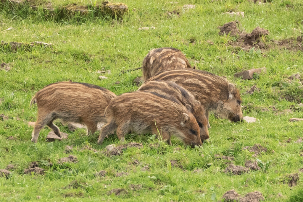 Oog in oog met een groep biggen met pyjama streepjes 