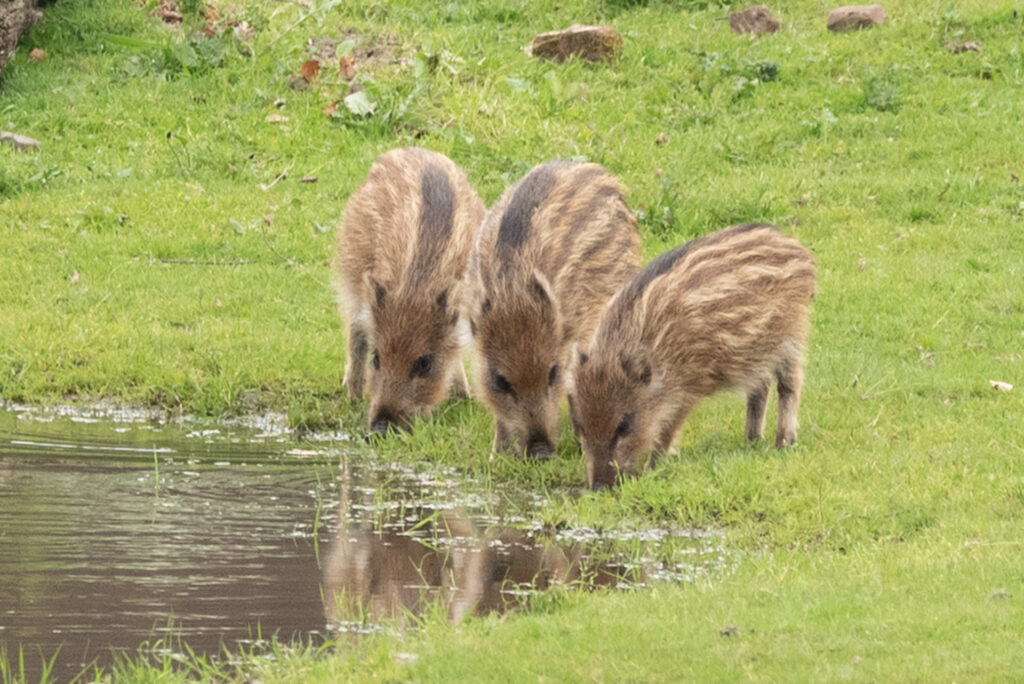 Oog in oog met een groep biggen met pyjama streepjes 
