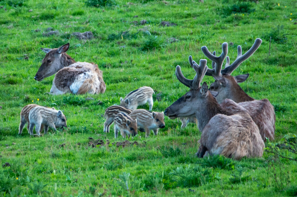 Oog in oog met een groep biggen met pyjama streepjes tussen de damherten