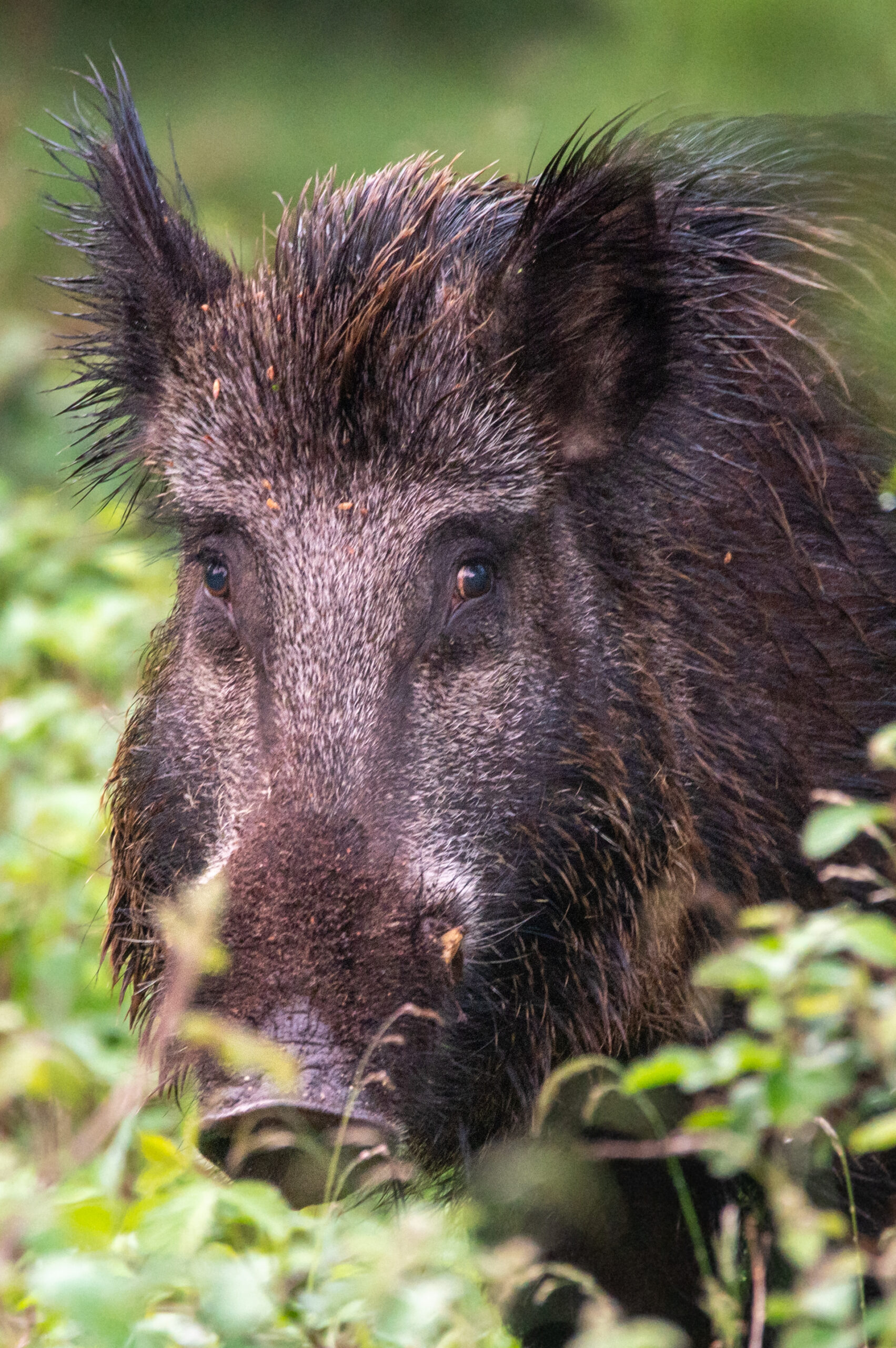 Portretfoto van een wild zwijn die mij recht in de ogen kijkt