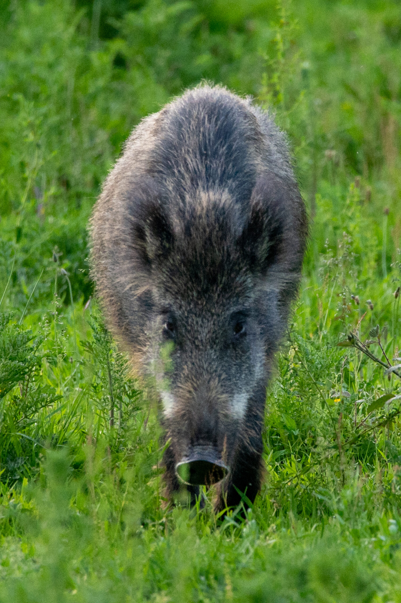 Portretfoto van een wild zwijn die mij recht in de ogen kijkt