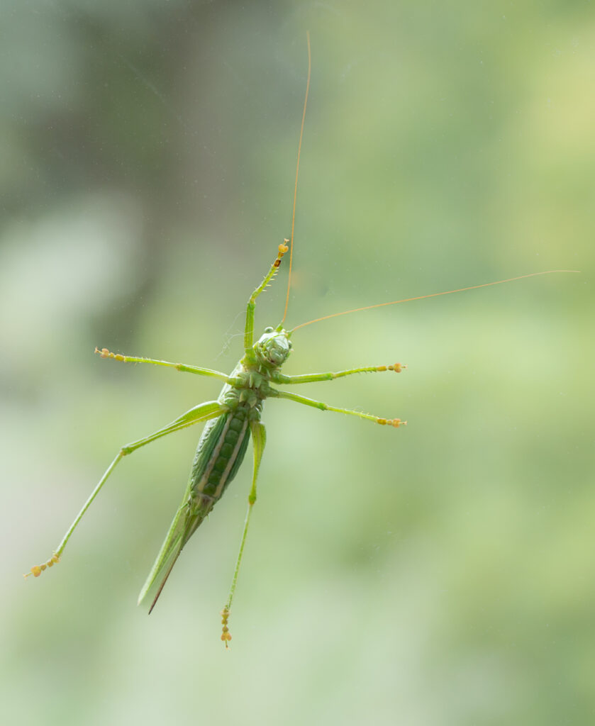 Macro foto van een grote groene sabelssprinkhaan