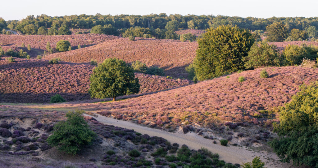 Heide in avondlicht