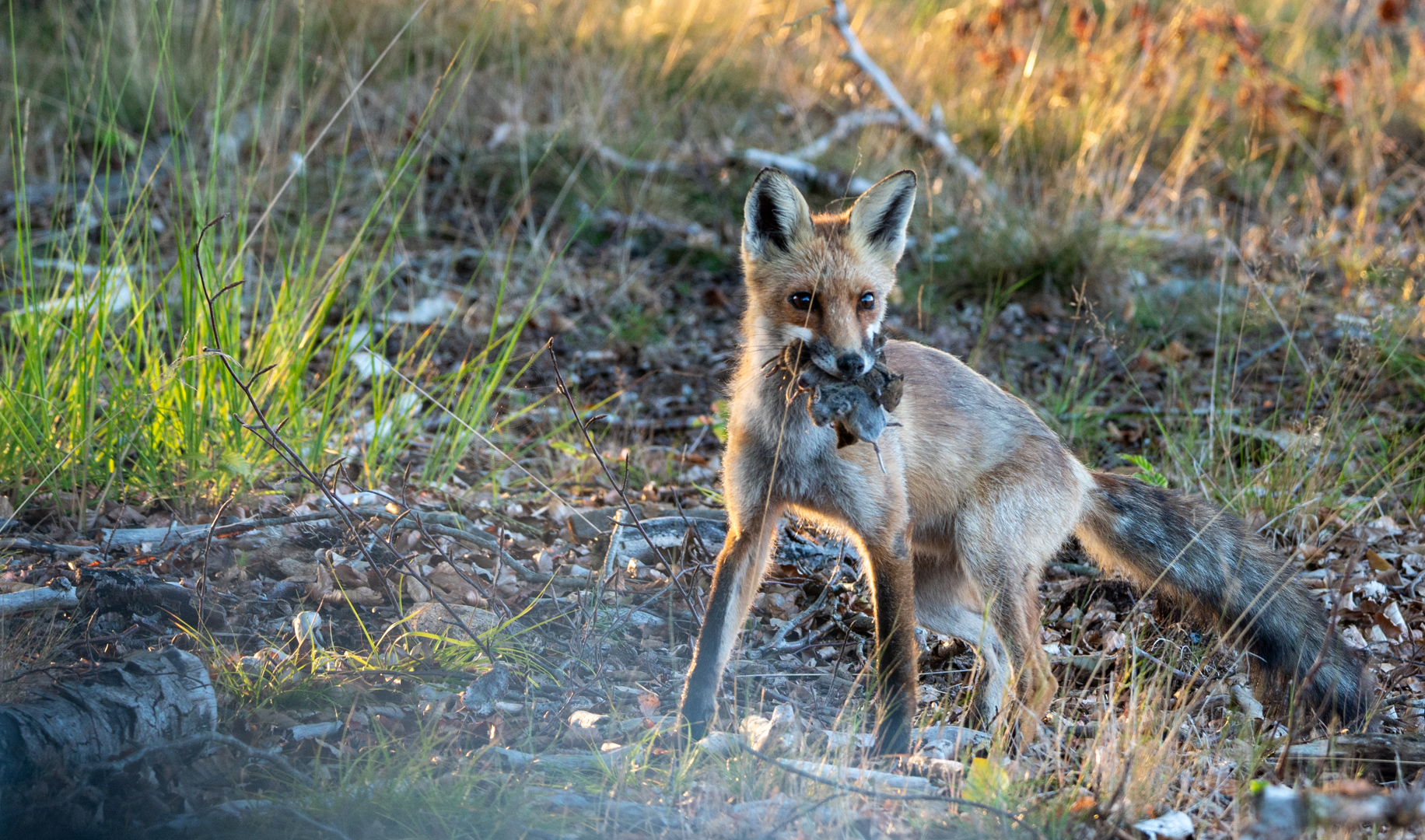 Vos met een maaltje muizen